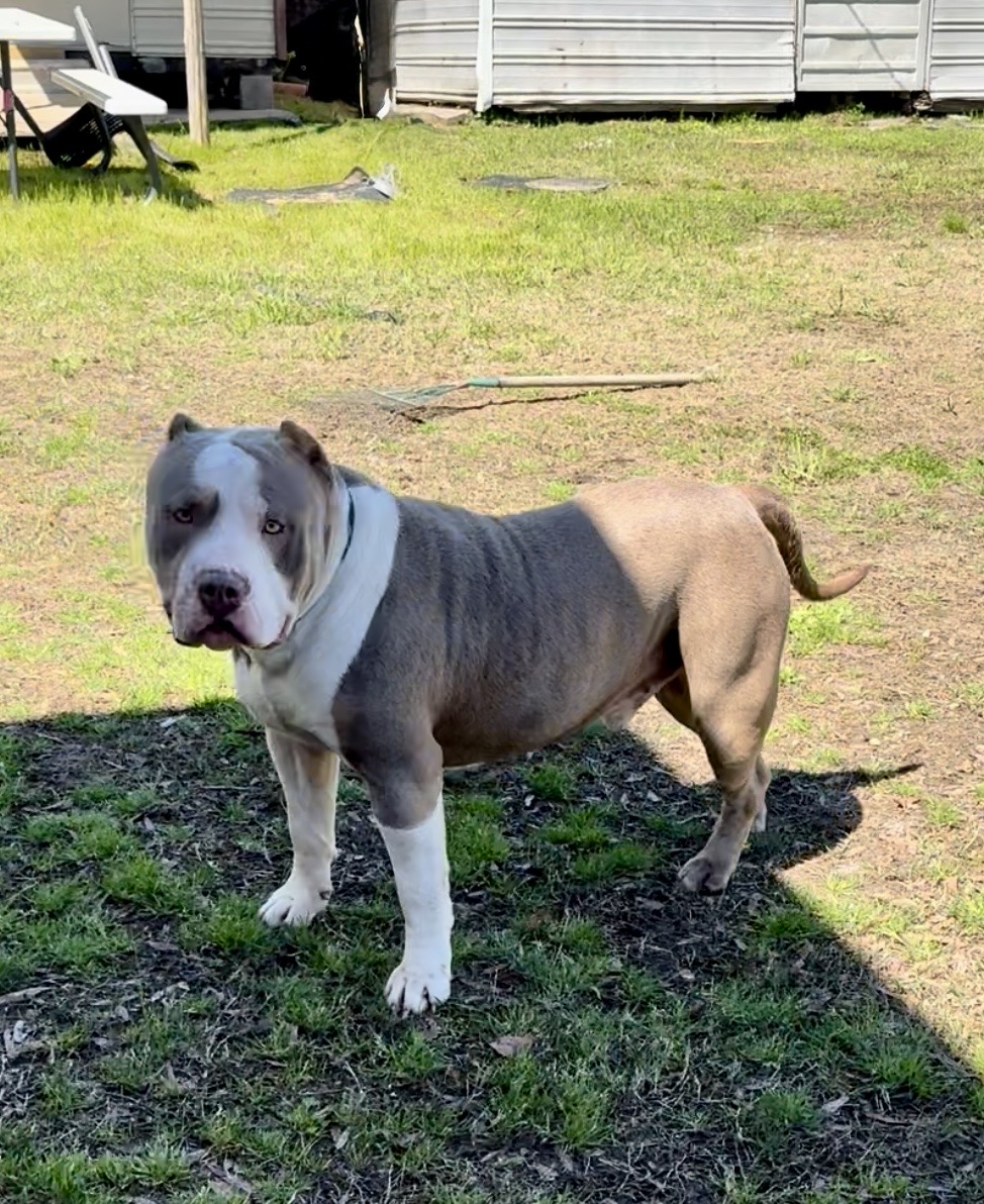 Dog Featured Image