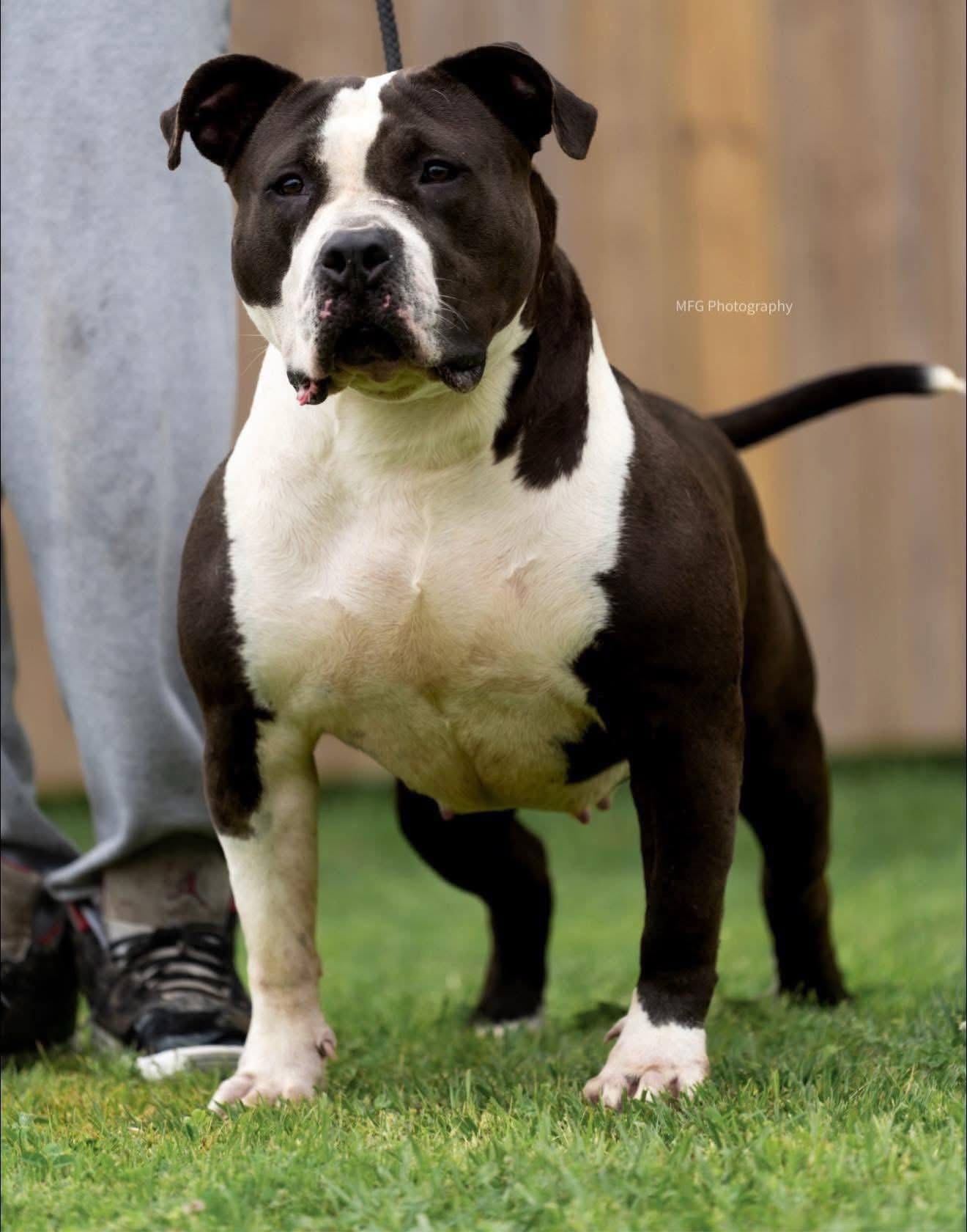 Dog Featured Image