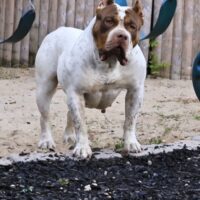 RUBI
