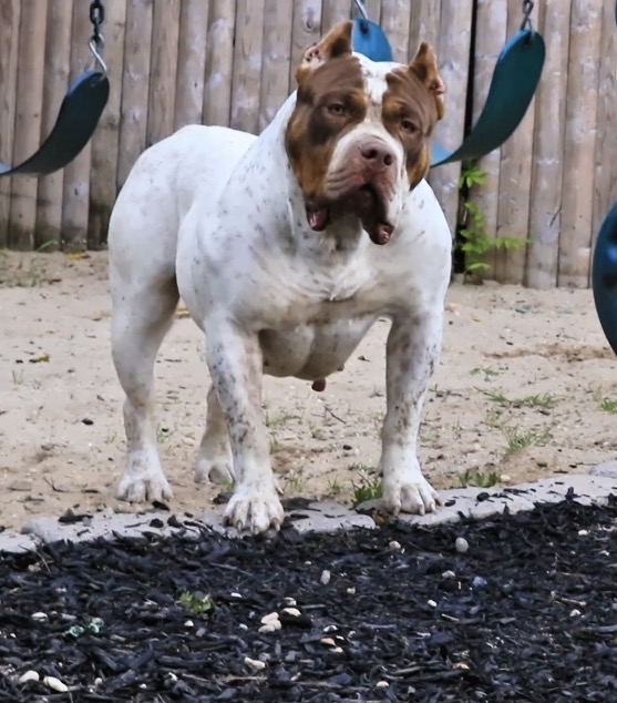 Dog Featured Image