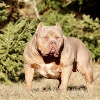 DNA Kings Ox