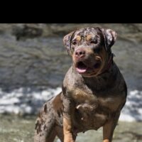 Pristine Elite Bullyz Maya