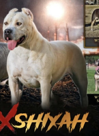 Dog Featured Image