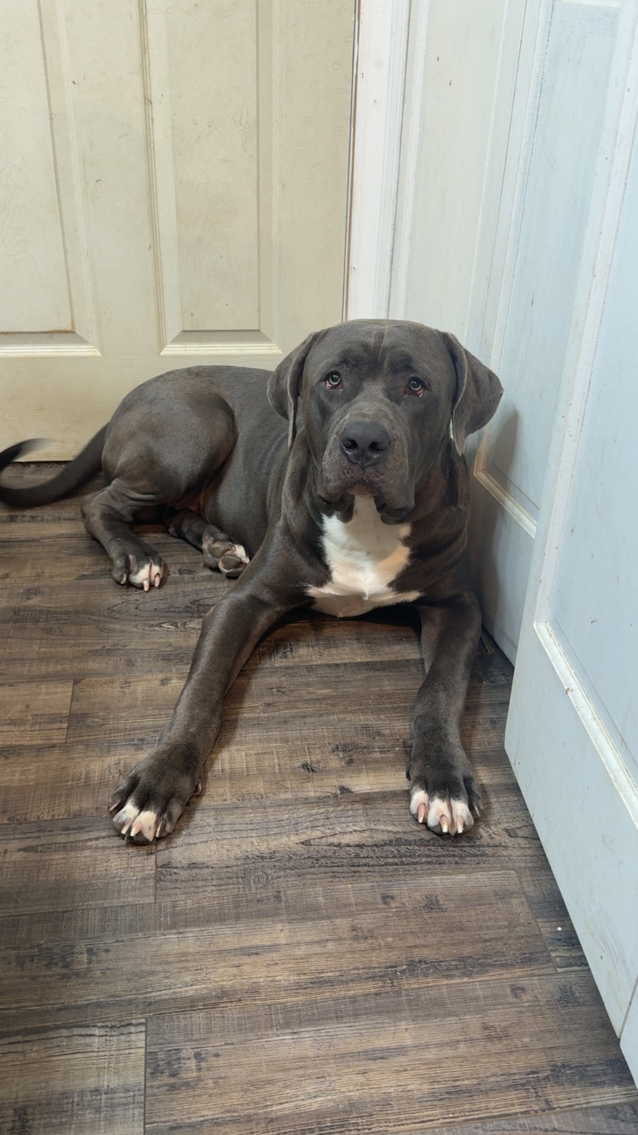Dog Featured Image