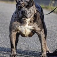 BamaBlueBullies Pandora