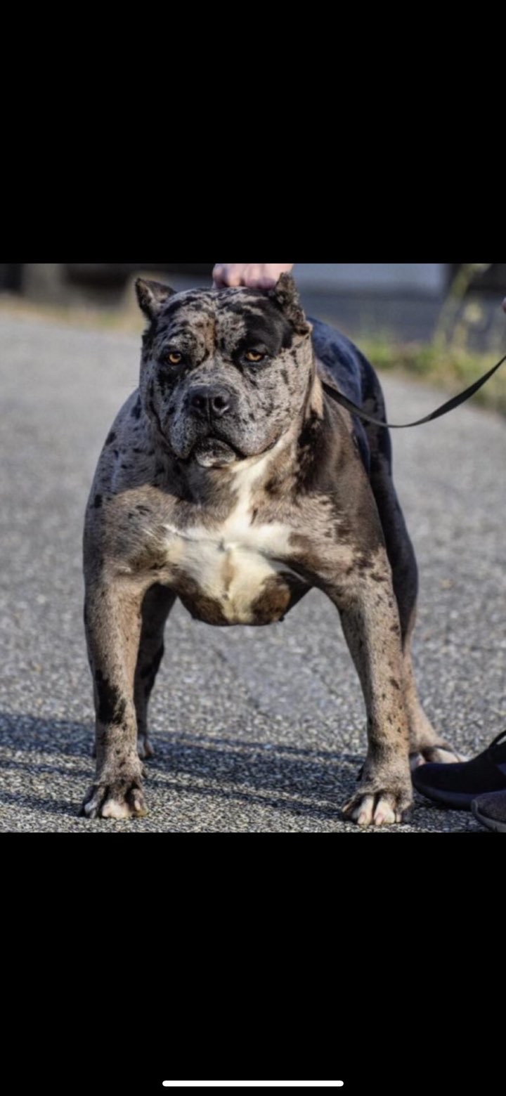 Dog Featured Image
