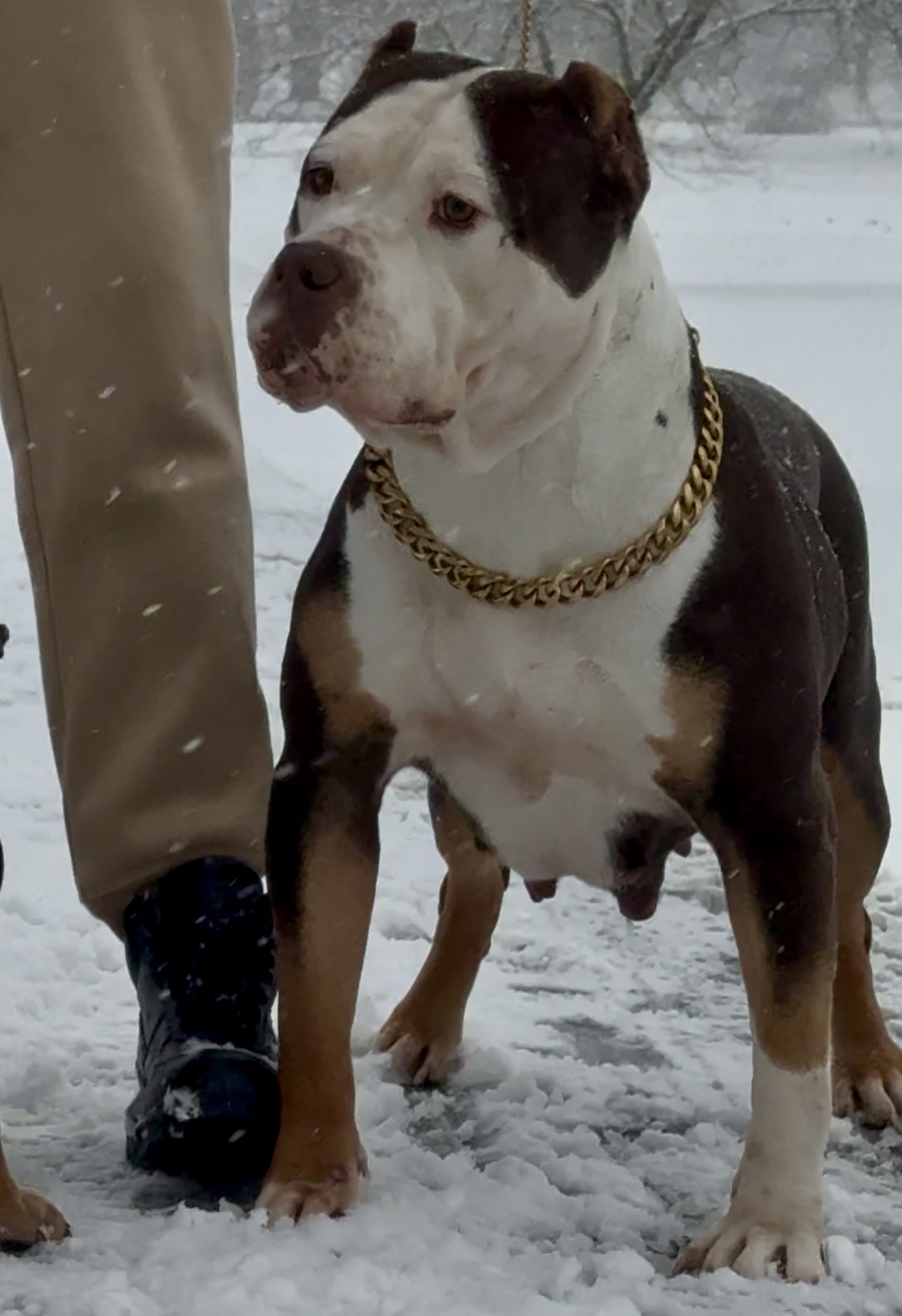 Dog Featured Image