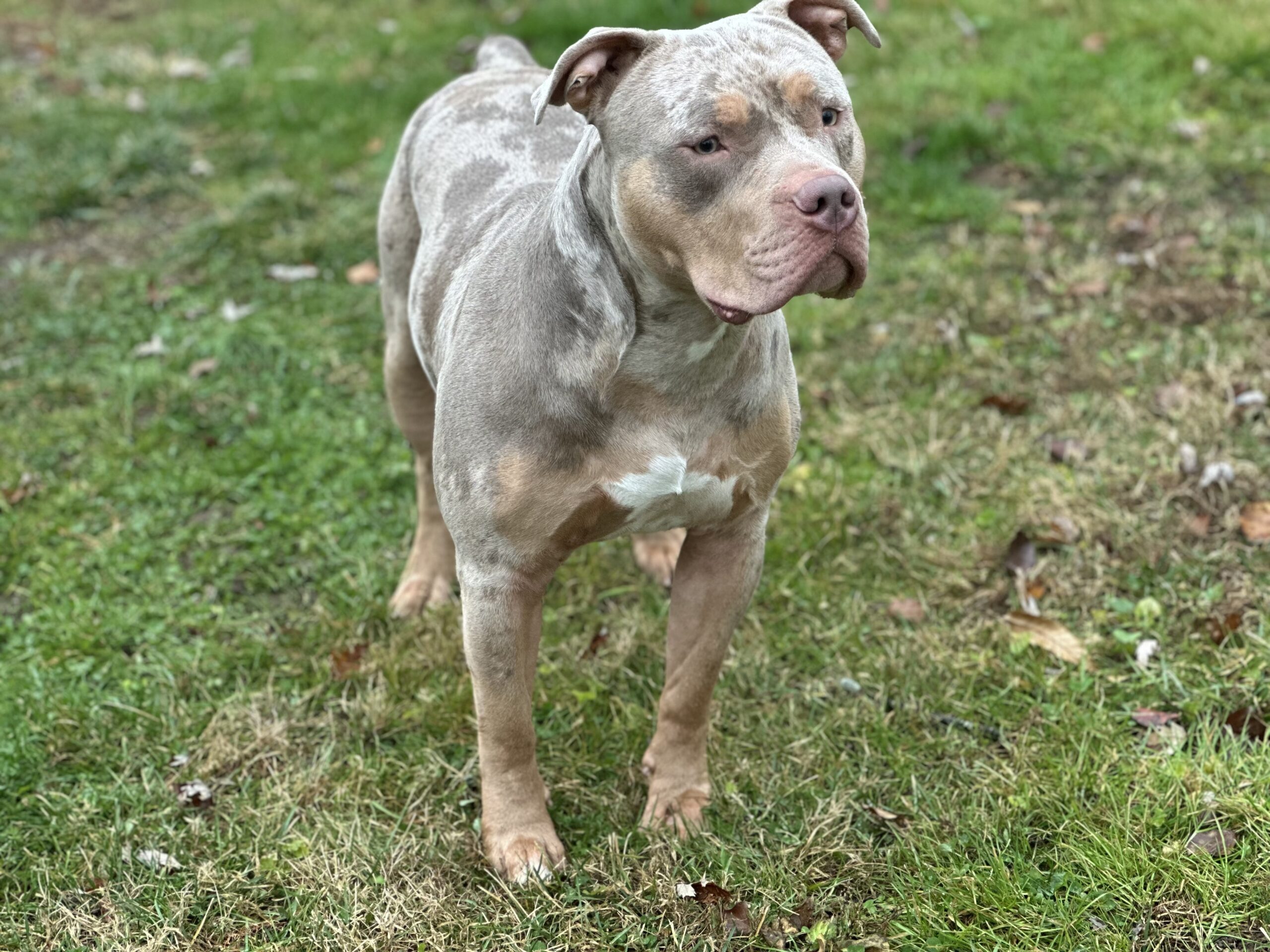 Dog Featured Image