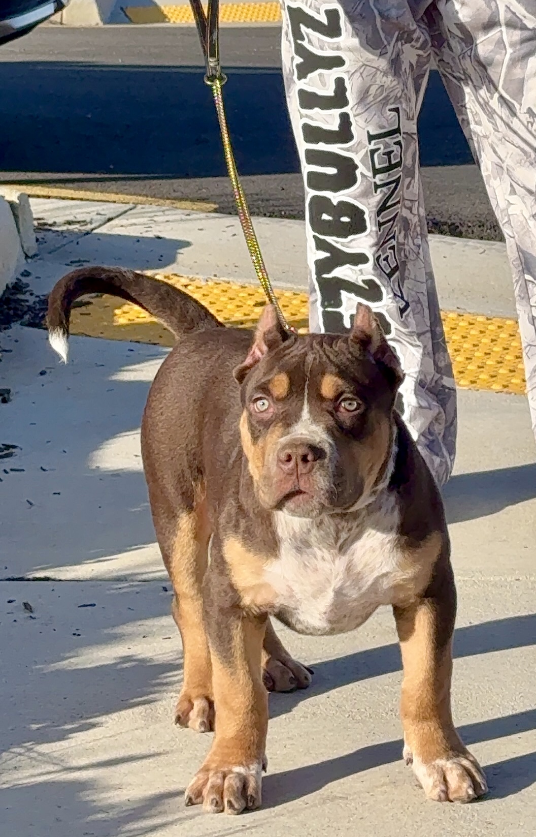 Dog Featured Image