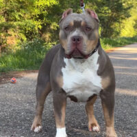 South Louisiana Bullies Lyric