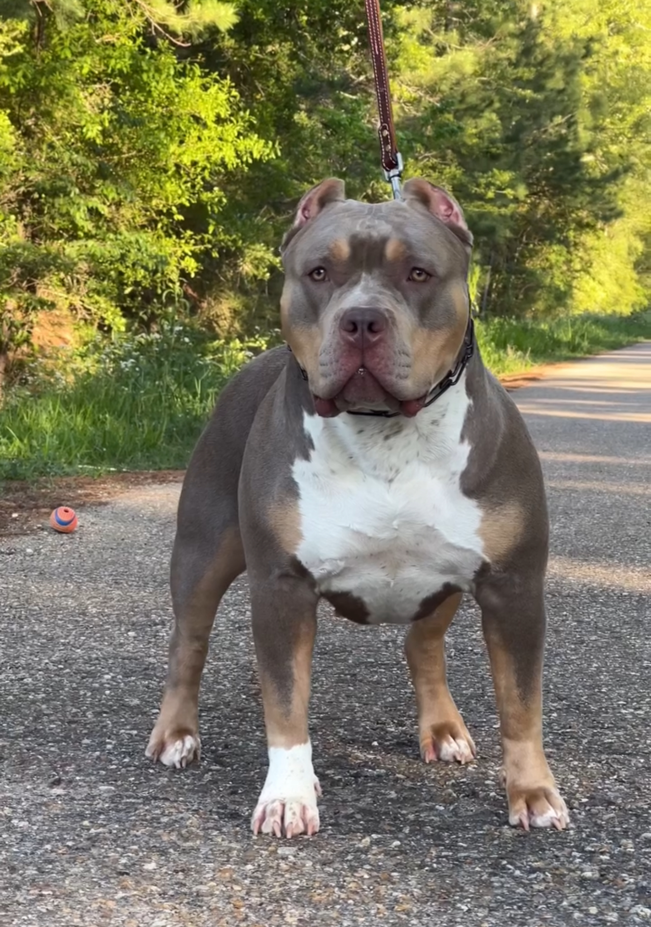 Dog Featured Image