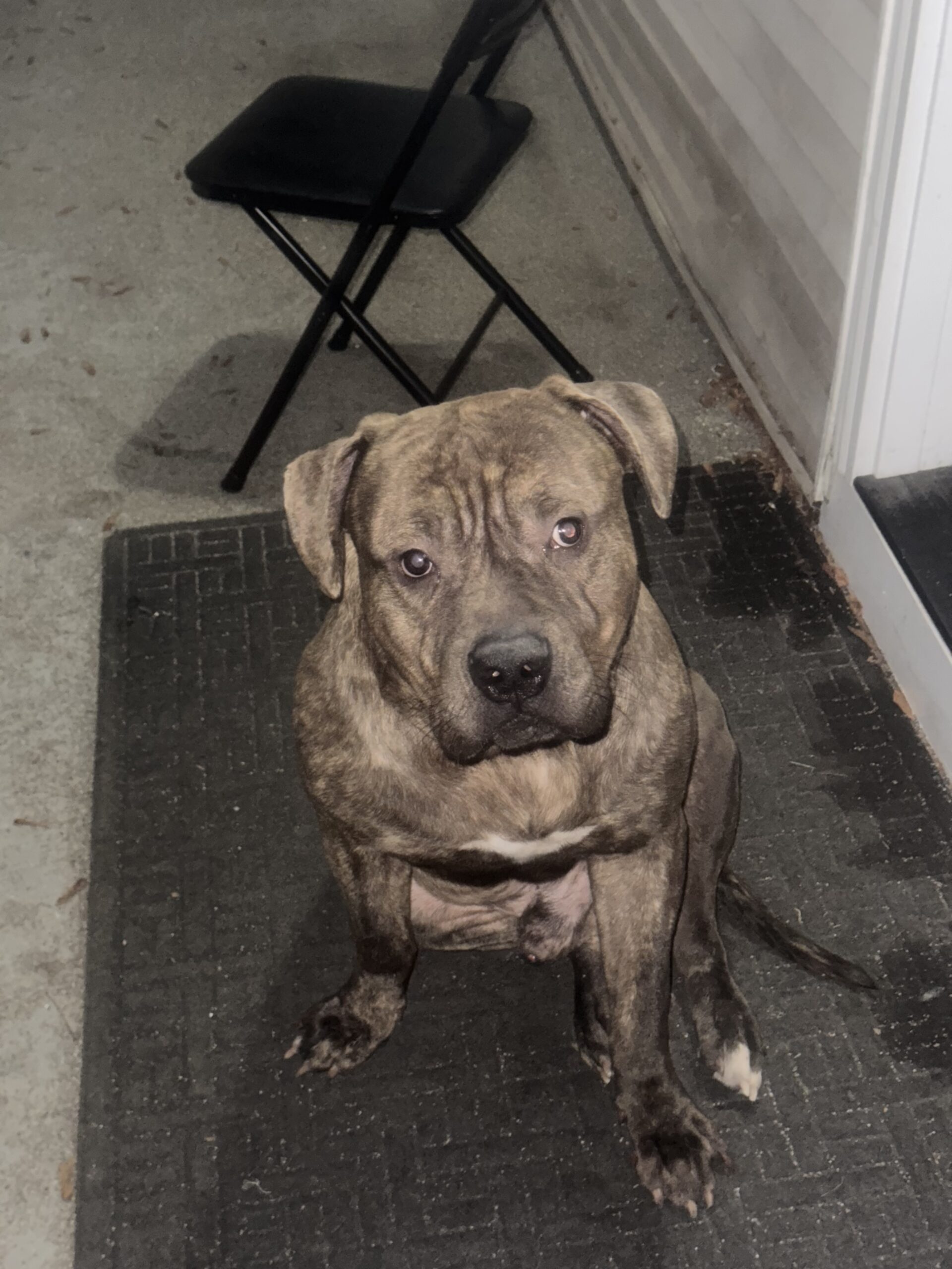 Dog Featured Image