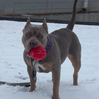 Bodacious Bullies Ivory