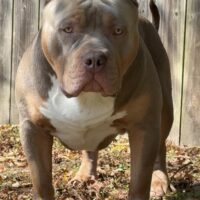 South Louisiana Bullies Romeo