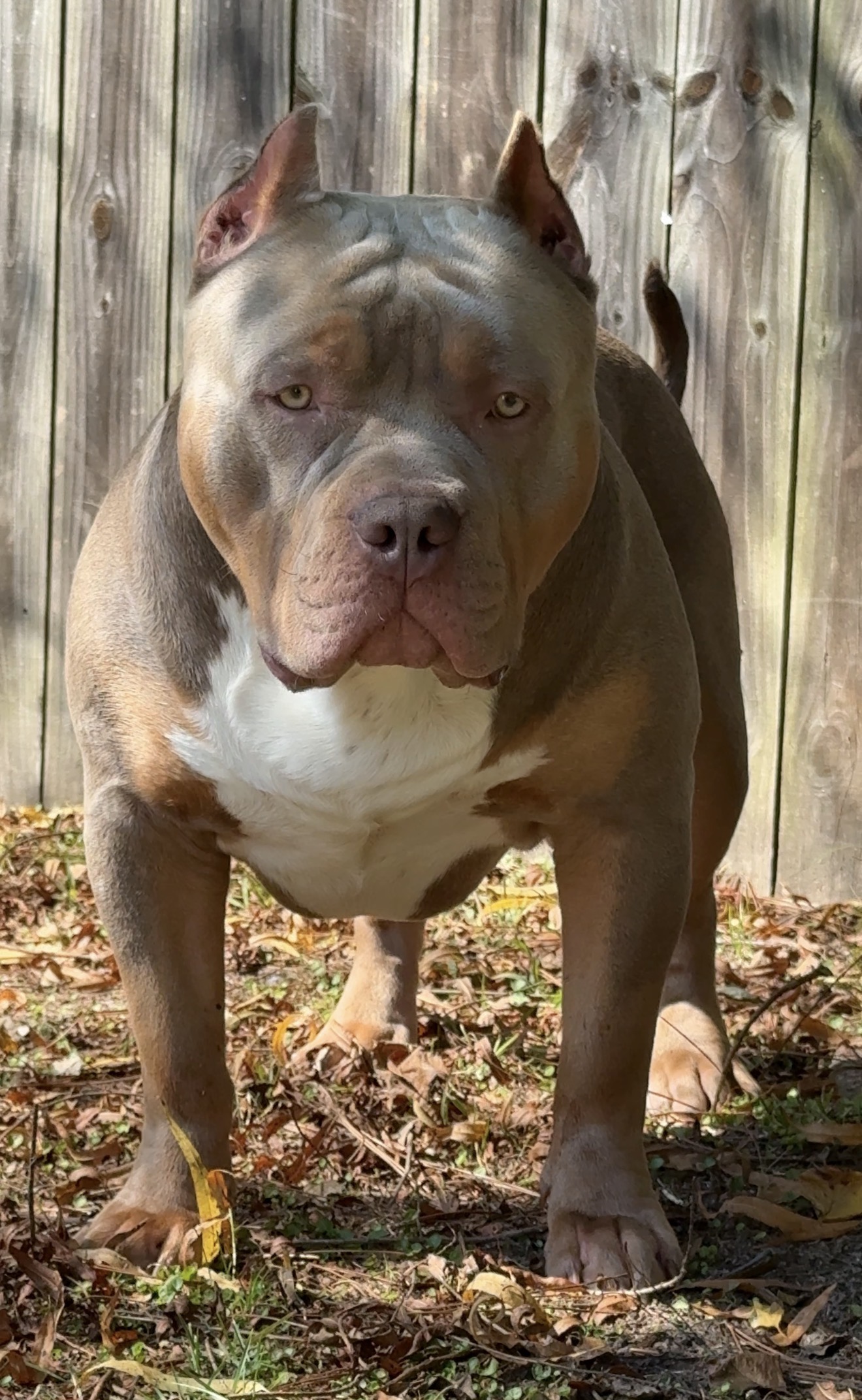 Dog Featured Image