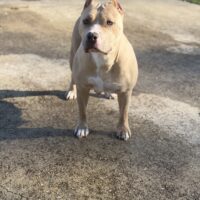 Gunsmoke Kennels Hera