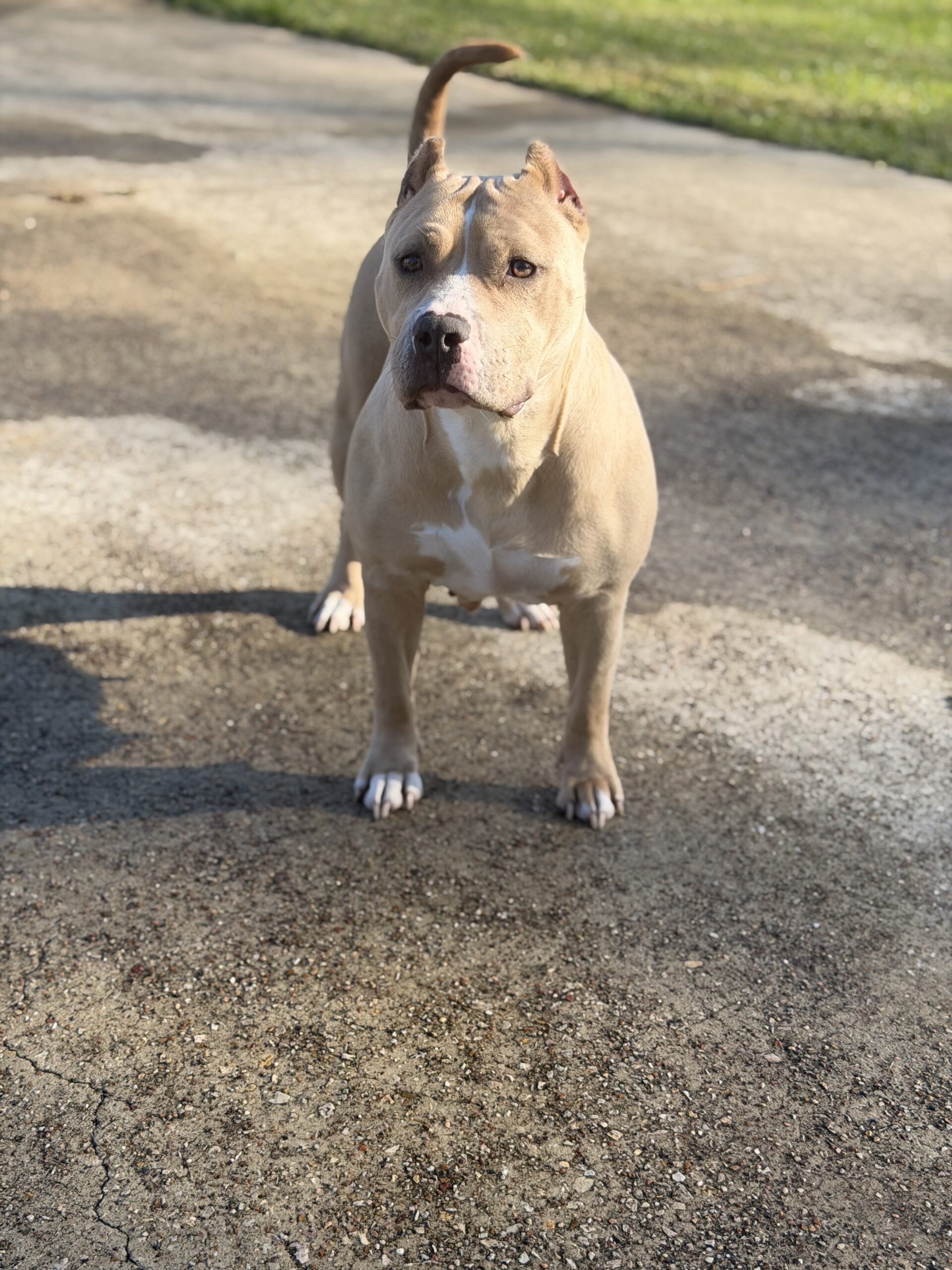 Dog Featured Image