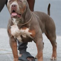 Dog Featured Image
