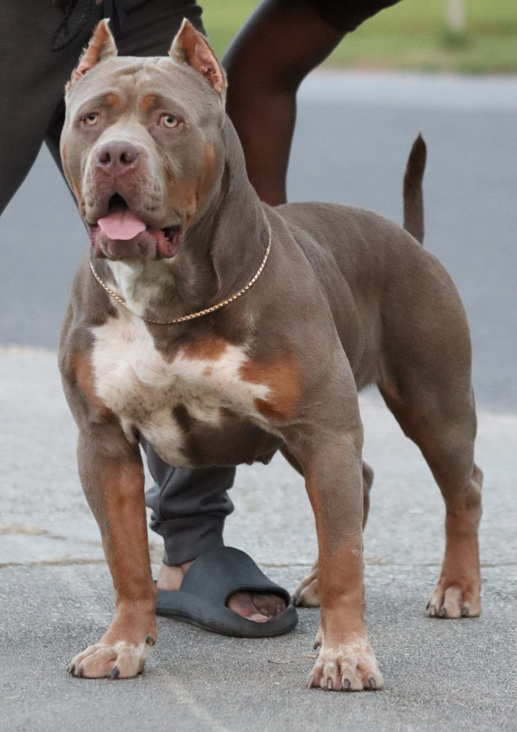 Dog Featured Image