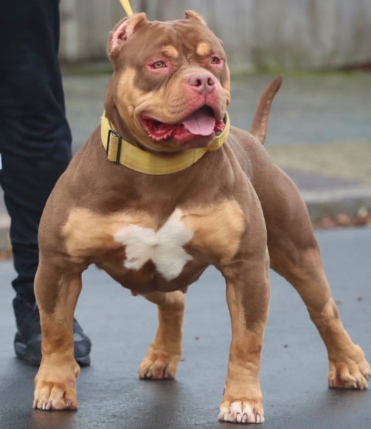 Dog Featured Image