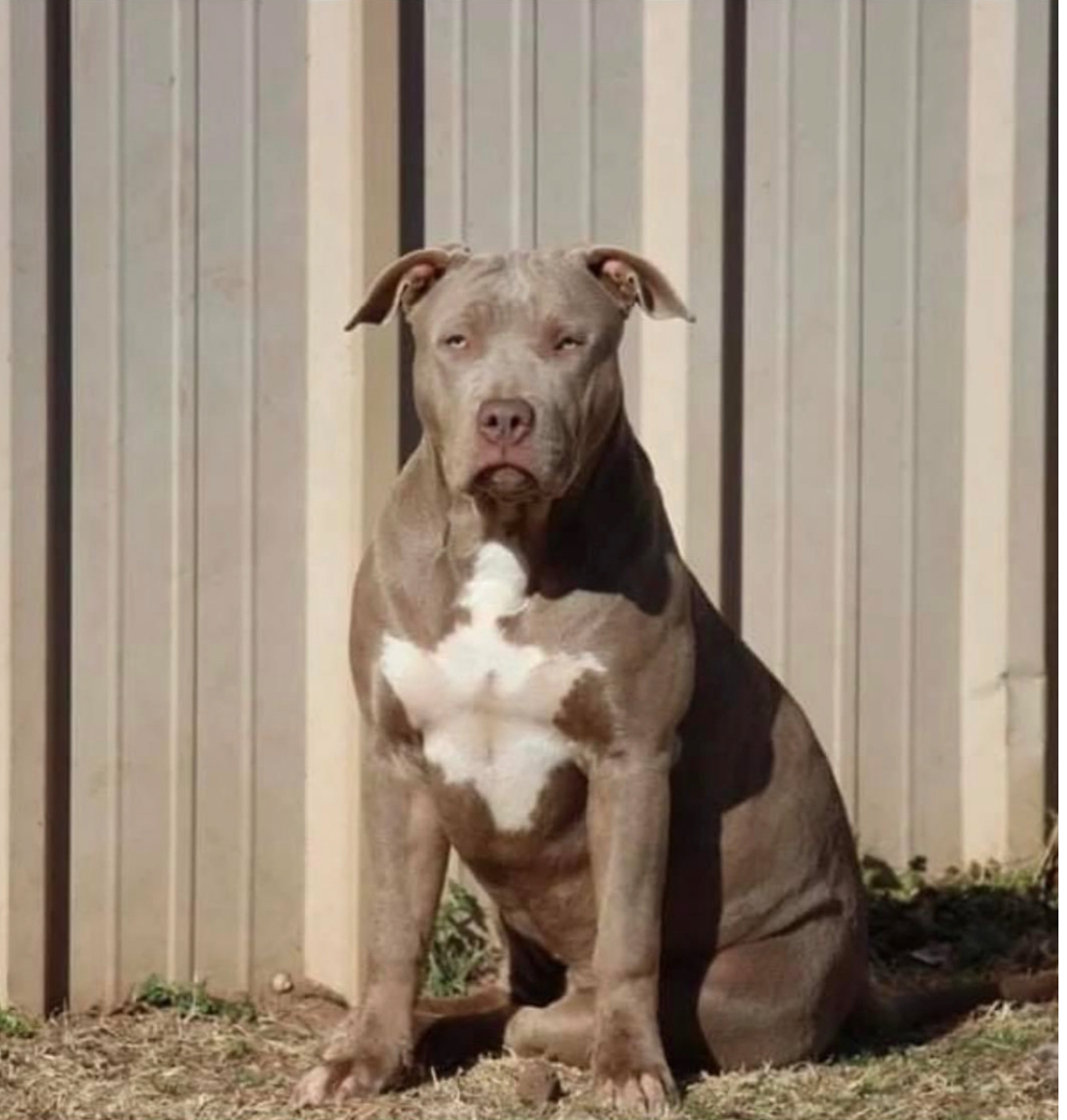 Dog Featured Image