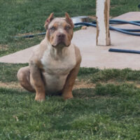 The Bully Kompound’s Carbone