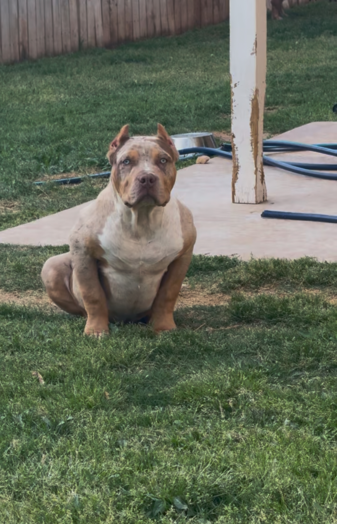 Dog Featured Image