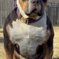 LBK Nemesis