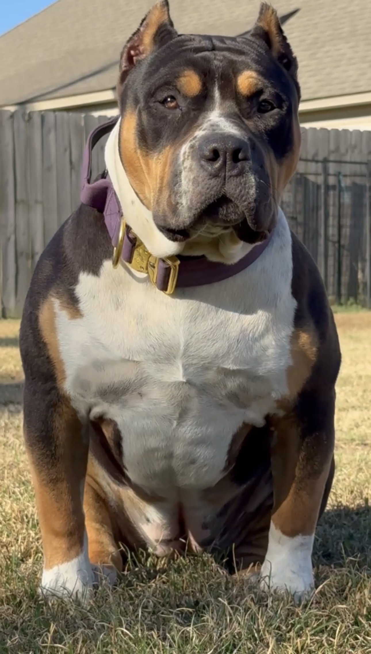 Dog Featured Image
