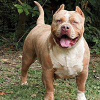 KY Finest Bullies Malibu Rum