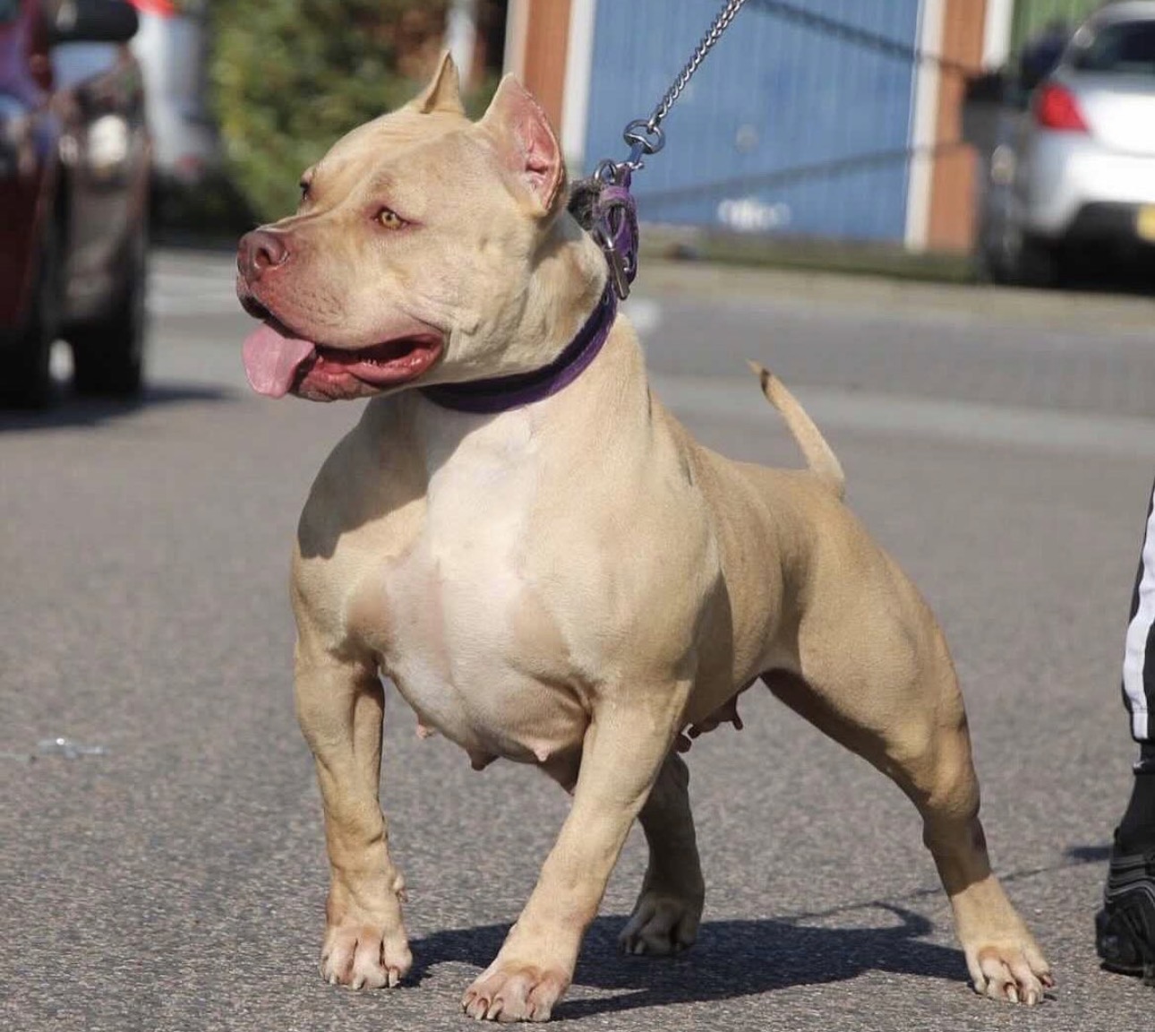 Dog Featured Image