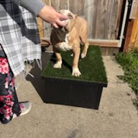 Buchanan Bullies Gus Gus