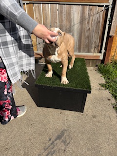 Dog Featured Image