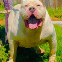 BayouBullyKennels KING
