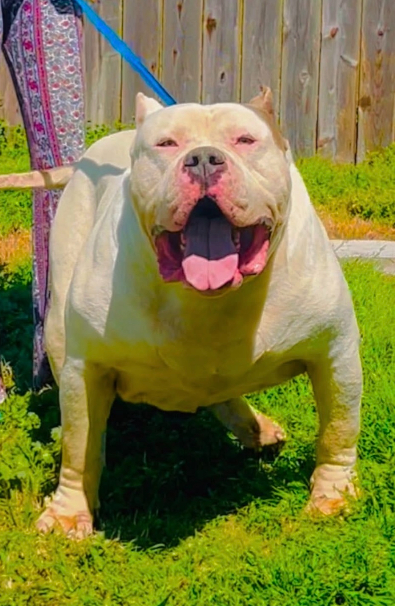Dog Featured Image