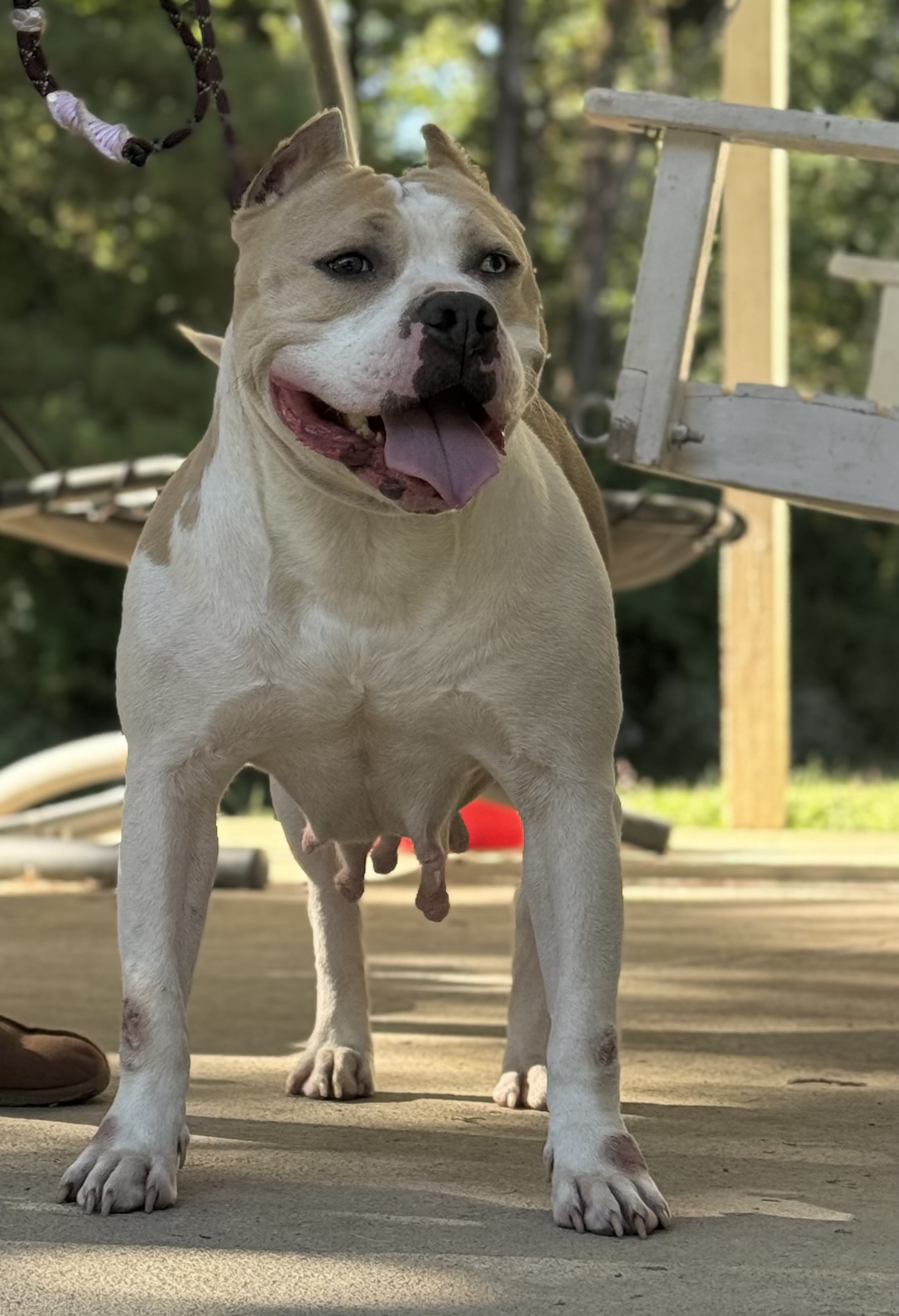 Dog Featured Image