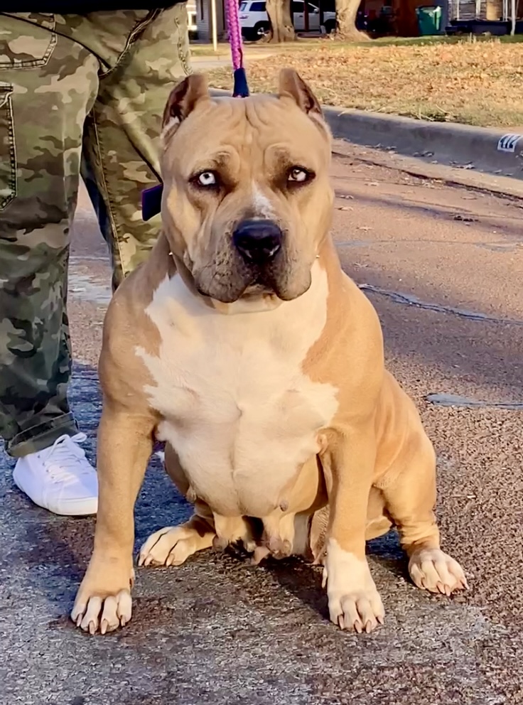 Dog Featured Image