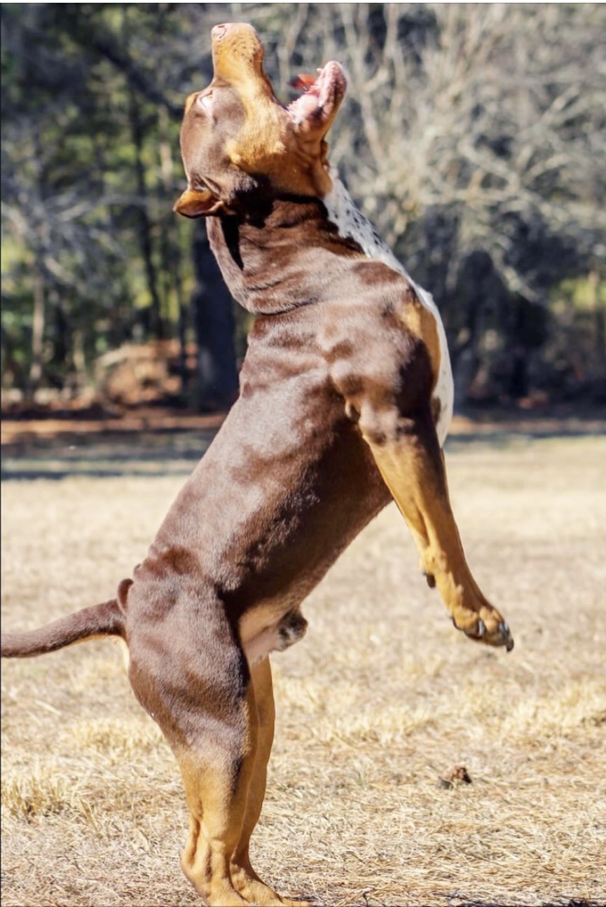 Dog Featured Image