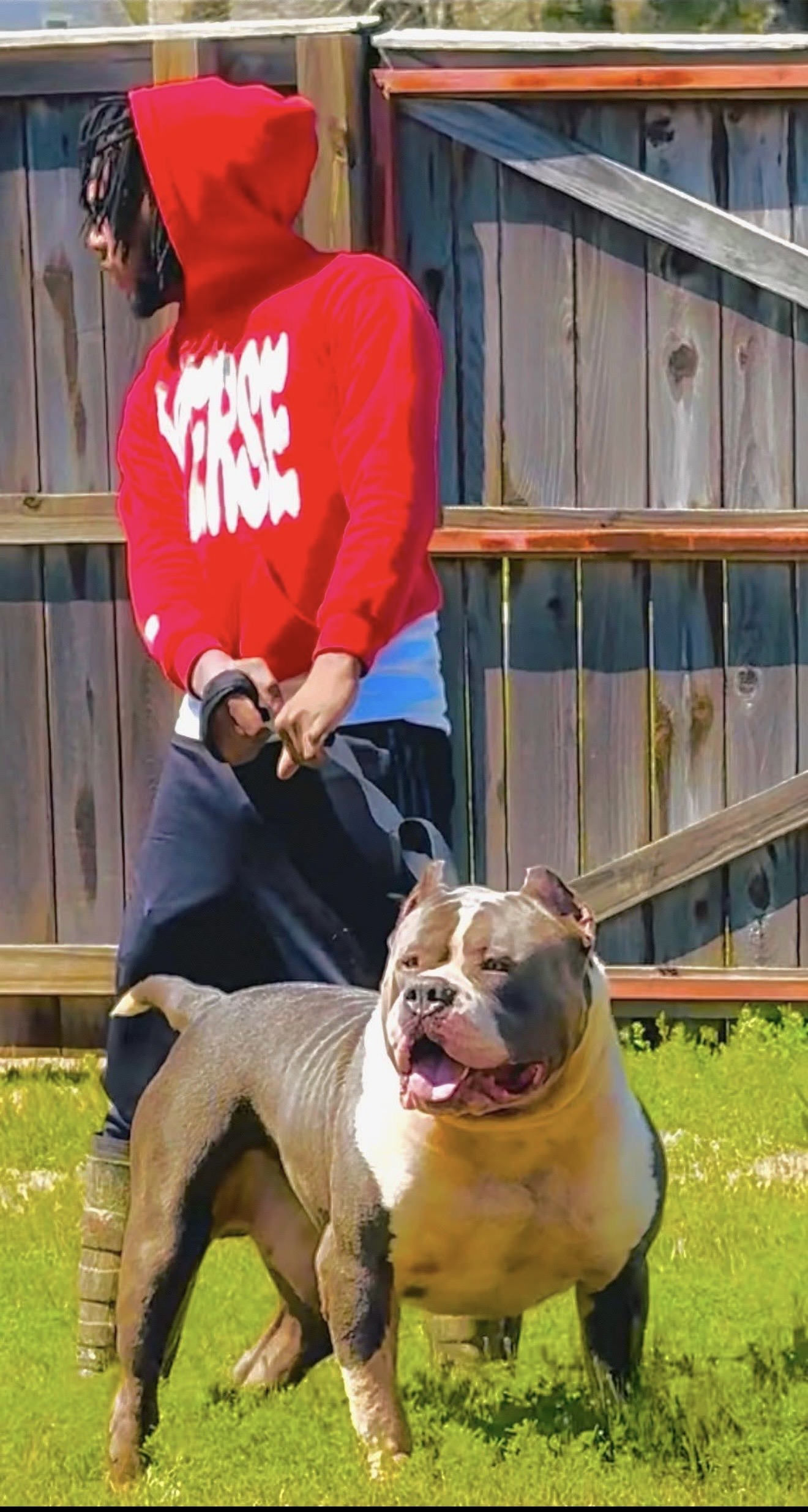 Dog Featured Image