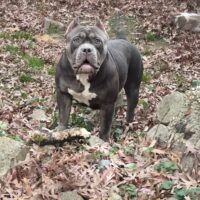 Tora kennels Venus