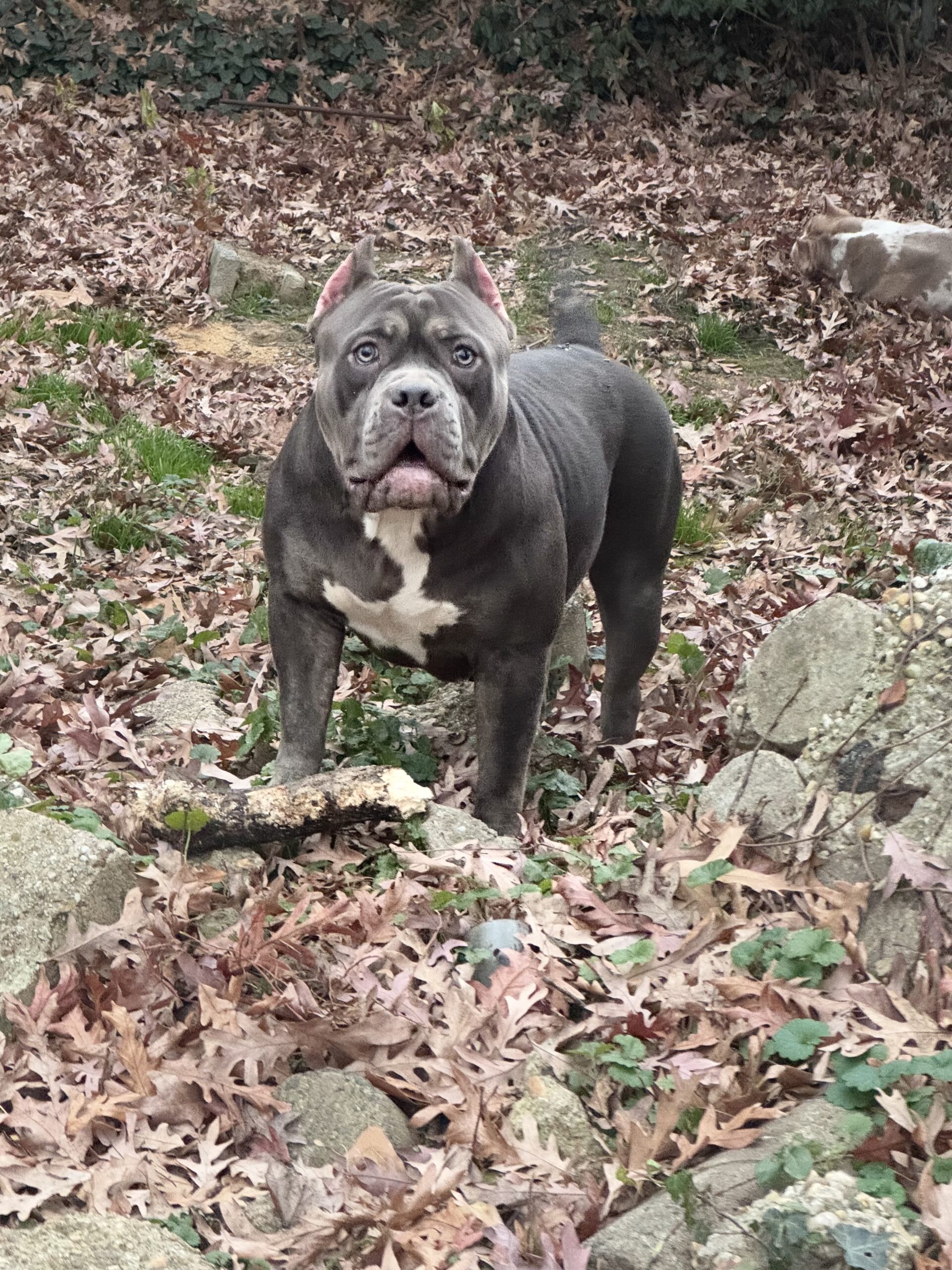 Dog Featured Image