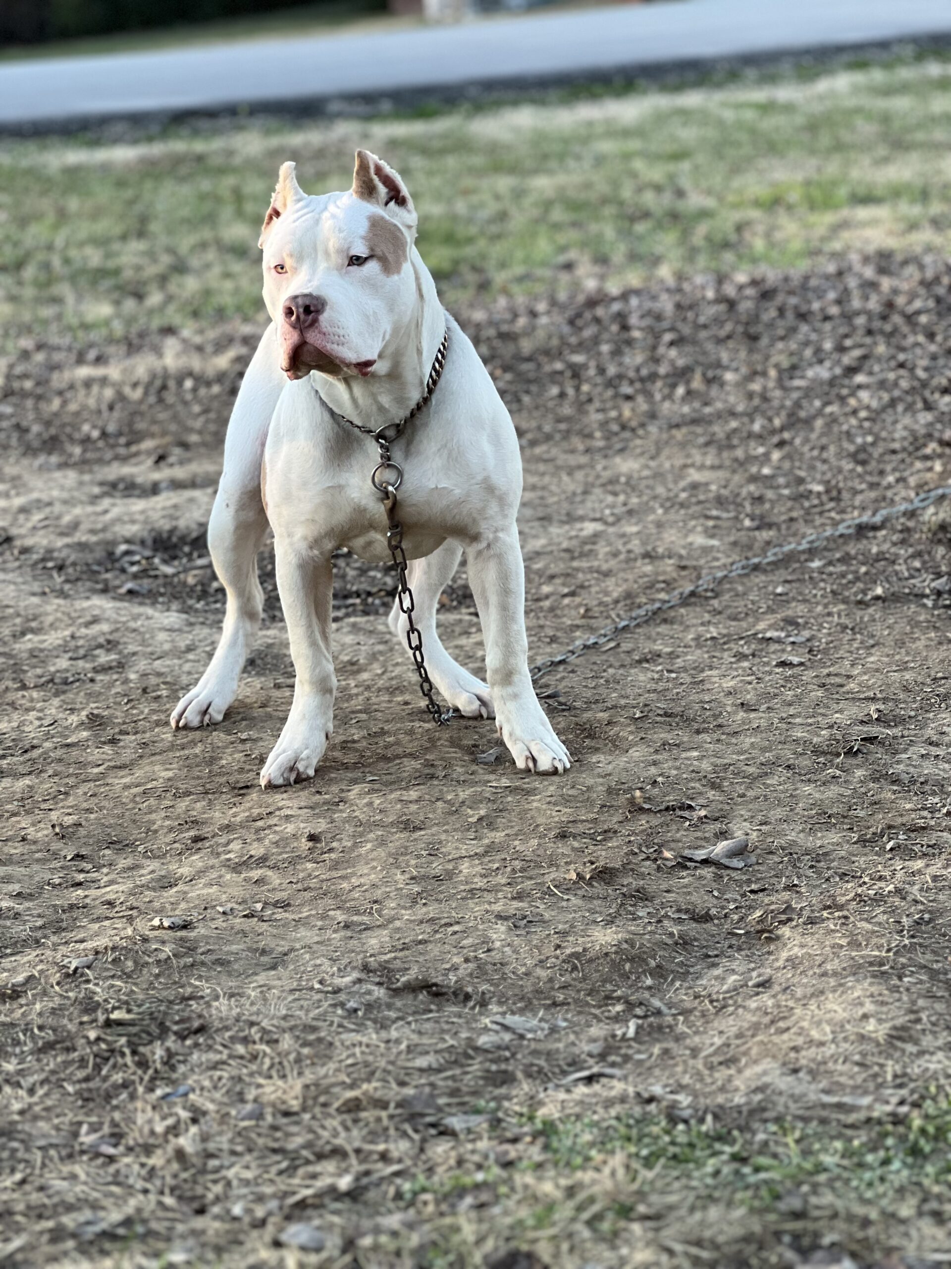 Dog Featured Image