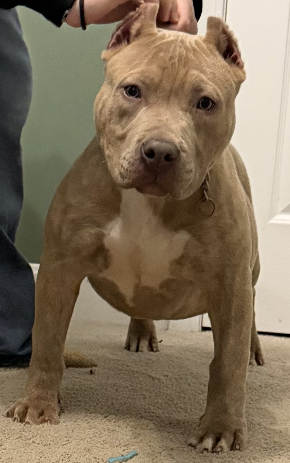 Dog Featured Image