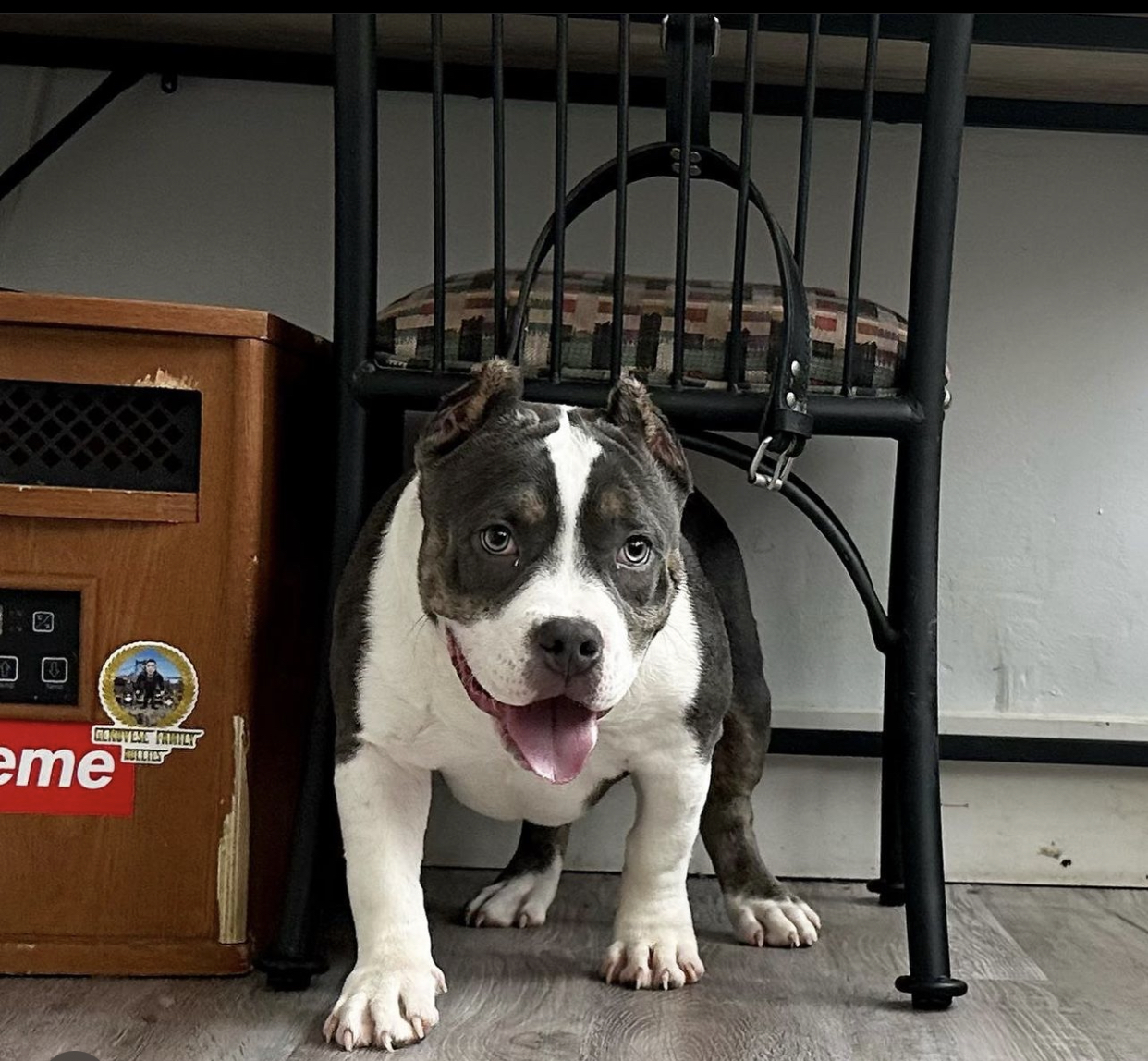 Dog Featured Image