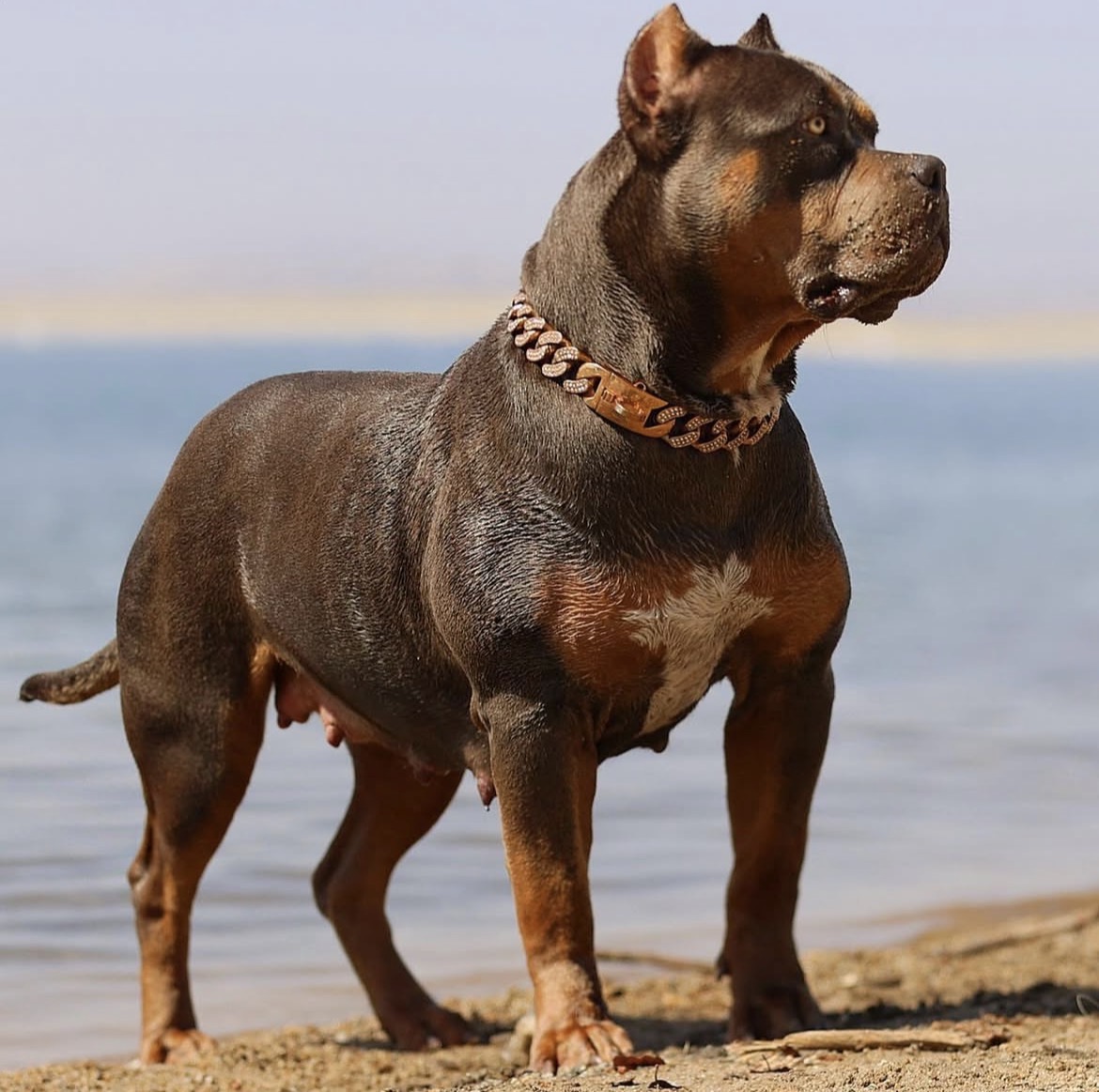 Dog Featured Image