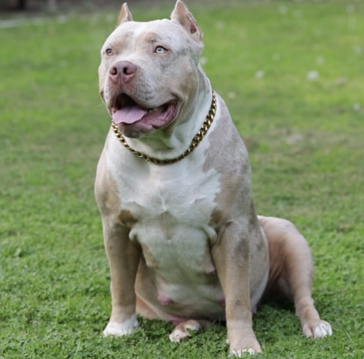 Dog Featured Image