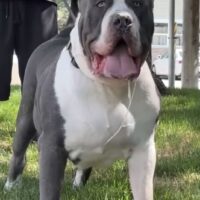 TitanBully Maximus. M