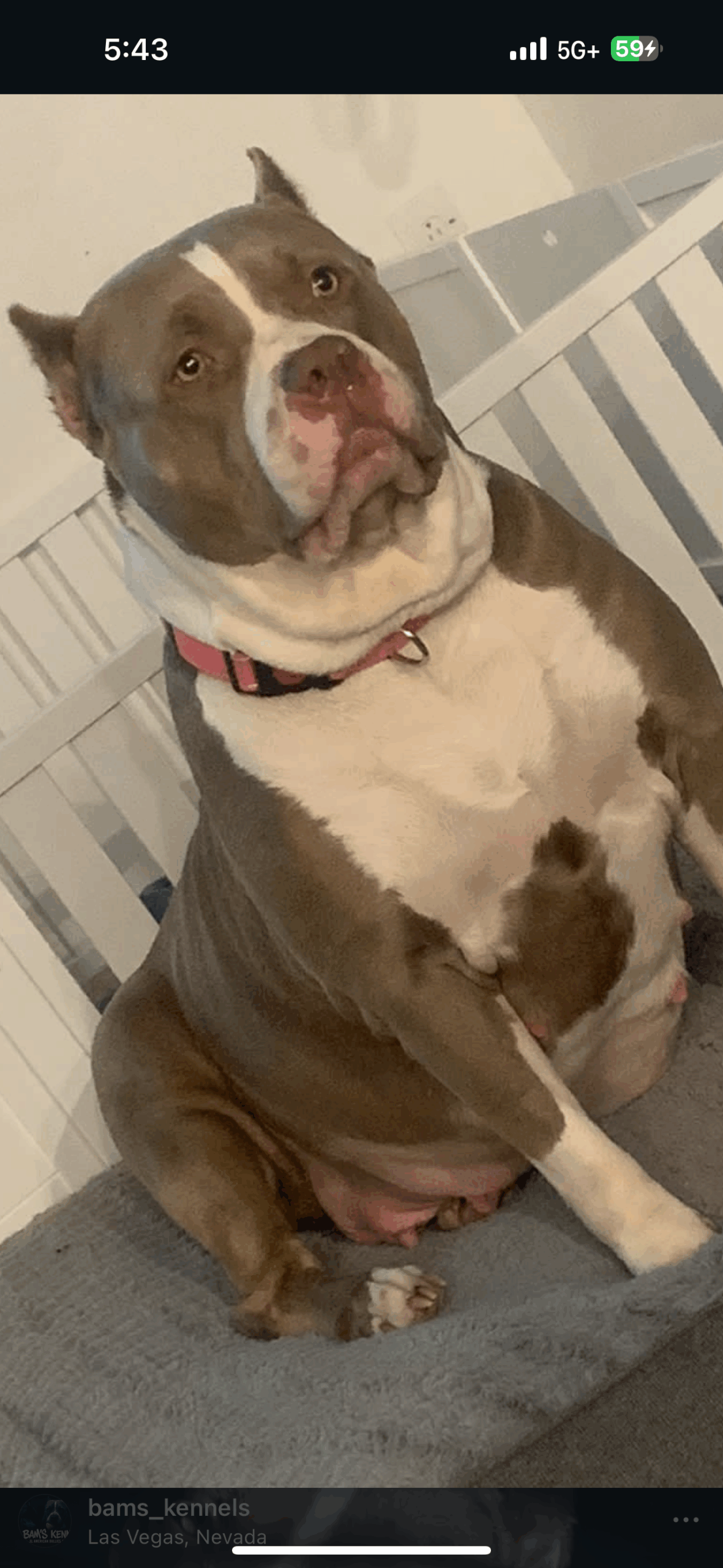Dog Featured Image