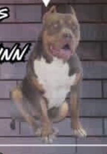 Dog Featured Image