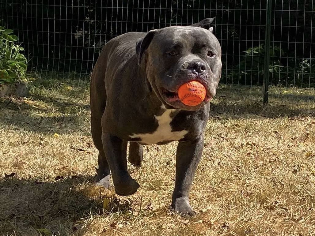 Dog Featured Image